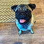 dog, pug, pet, tongue_out, indoor, floor, wooden_floor, rug, brown, cute, animal, small_dog, looking_up, ears, collar, sitting, happy, face, eyes, nose