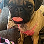 Pugsley is registered to the contest to win money with this photo: dog, pug, tongue_out, pet, cute, close_up, pink_harness, couch, blanket, pillow, indoors, canine, fur, face, animal, companion, domestic, pet_accessory, resting, friendly