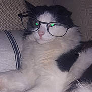 Spritz participe au concours pour gagner de l'argent avec cette photo : cat, glasses, black_and_white, fluffy, pet, indoor, couch, feline, relaxed, whiskers, nose, fur, close_up, animal, mammal, home, resting, cute, portrait, eyewear