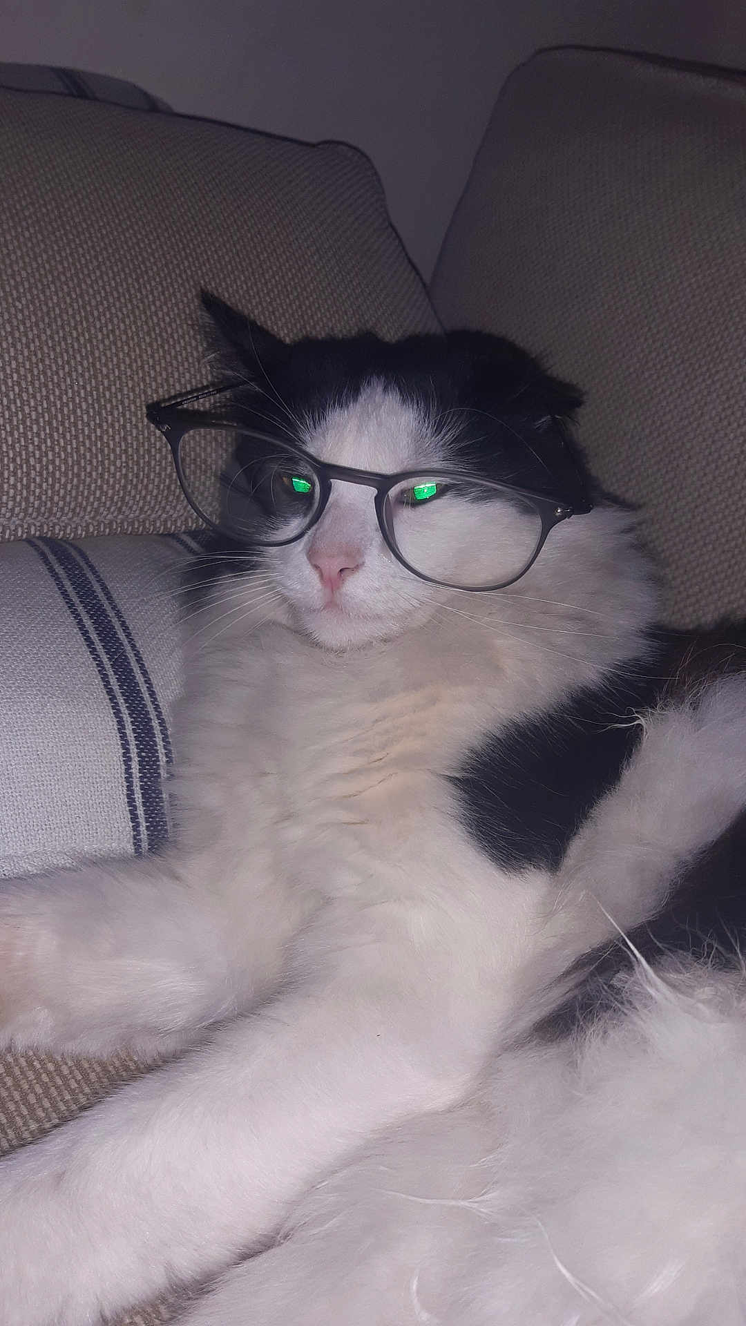 Spritz participe au concours pour gagner de l'argent avec cette photo : cat, glasses, black_and_white, fluffy, pet, indoor, couch, feline, relaxed, whiskers, nose, fur, close_up, animal, mammal, home, resting, cute, portrait, eyewear