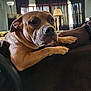 dog, brown_dog, indoor, couch, furniture, lamp, curtains, window, pet, animal, relaxed, resting, canine, home, domestic, mammal, portrait, looking, snout, ears