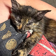Onyxx joined the competition — help win amazing prizes! kitten, cat, tortoiseshell, sleeping, sleepy, close_up, fur, paws, whiskers, ears, pet, animal, cuddling, lap, indoor, cozy, portrait, relaxed, black_and_orange, adorable