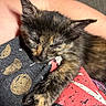 kitten, cat, tortoiseshell, sleeping, sleepy, close_up, fur, paws, whiskers, ears, pet, animal, cuddling, lap, indoor, cozy, portrait, relaxed, black_and_orange, adorable