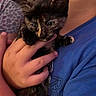 Onyxx joined the competition — help win amazing prizes! kitten, cat, tortoiseshell, calico, animal, pet, furry, black_fur, orange_markings, green_eyes, pointed_ears, whiskers, paw, being_held, cuddling, human_hand, blue_shirt, indoor, close_up, portrait