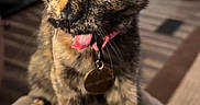 Onyxx joined the competition — help win amazing prizes! cat, kitten, tortoiseshell, animal, pet, sitting, indoor, cushion, collar, tag, tongue_out, wide_eyes, large_ears, fur, whiskers, portrait, close_up, home, floor, funny