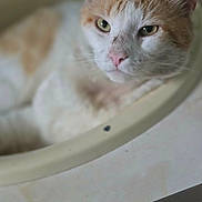 Tigger is registered to the contest to win money with this photo: cat, kitten, orange_and_white, fluffy, feline, pet, animal, portrait, close_up, green_eyes, pink_nose, whiskers, ears, fur, lying_down, indoor, cozy, cage, soft_lighting, cute