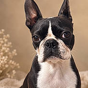 Gina participe au concours pour gagner de l'argent avec cette photo : dog, boston_terrier, pet, animal, portrait, close_up, black_and_white, tuxedo_markings, upright_ears, brown_eyes, short_muzzle, white_chest, sitting, indoor, warm_lighting, neutral_background, flowers, home_decor, centered_composition, photography
