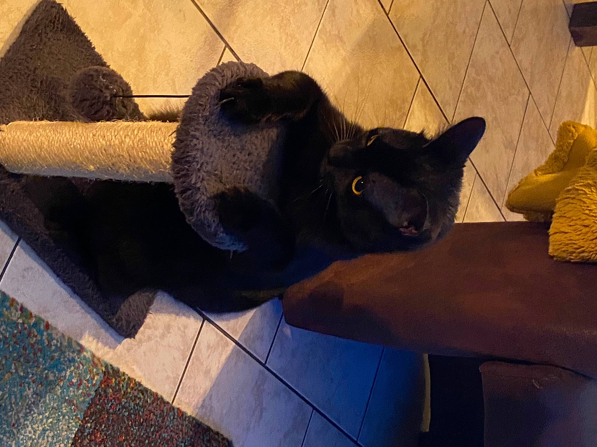 Thor a rejoint le concours — aidez-le/la à gagner de superbes lots ! art, automotive_tire, black_cat, building, carnivore, cat, fawn, felidae, grey, metal, sculpture, sky, small_to_medium_sized_cats, snout, tail, tints_and_shades, tree, whiskers, window, wood