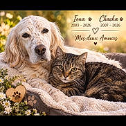 Iona a rejoint le concours — aidez-le/la à gagner de superbes lots ! dog, cat, pet, animal, portrait, cuddle, lying_down, cozy, blanket, flowers, outdoor, garden, memorial, heart, paw_print, feline, canine, long_hair, tabby, golden_retriever