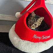 Martine Sauvignon a rejoint le concours — aidez-le/la à gagner de superbes lots ! cat, kitten, tabby, pet, christmas, santa_hat, holiday, red, white, festive, animal, feline, face, eyes, whiskers, indoors, pet_bed, cozy, carpet, portrait