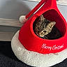 cat, kitten, tabby, pet, christmas, santa_hat, holiday, red, white, festive, animal, feline, face, eyes, whiskers, indoors, pet_bed, cozy, carpet, portrait