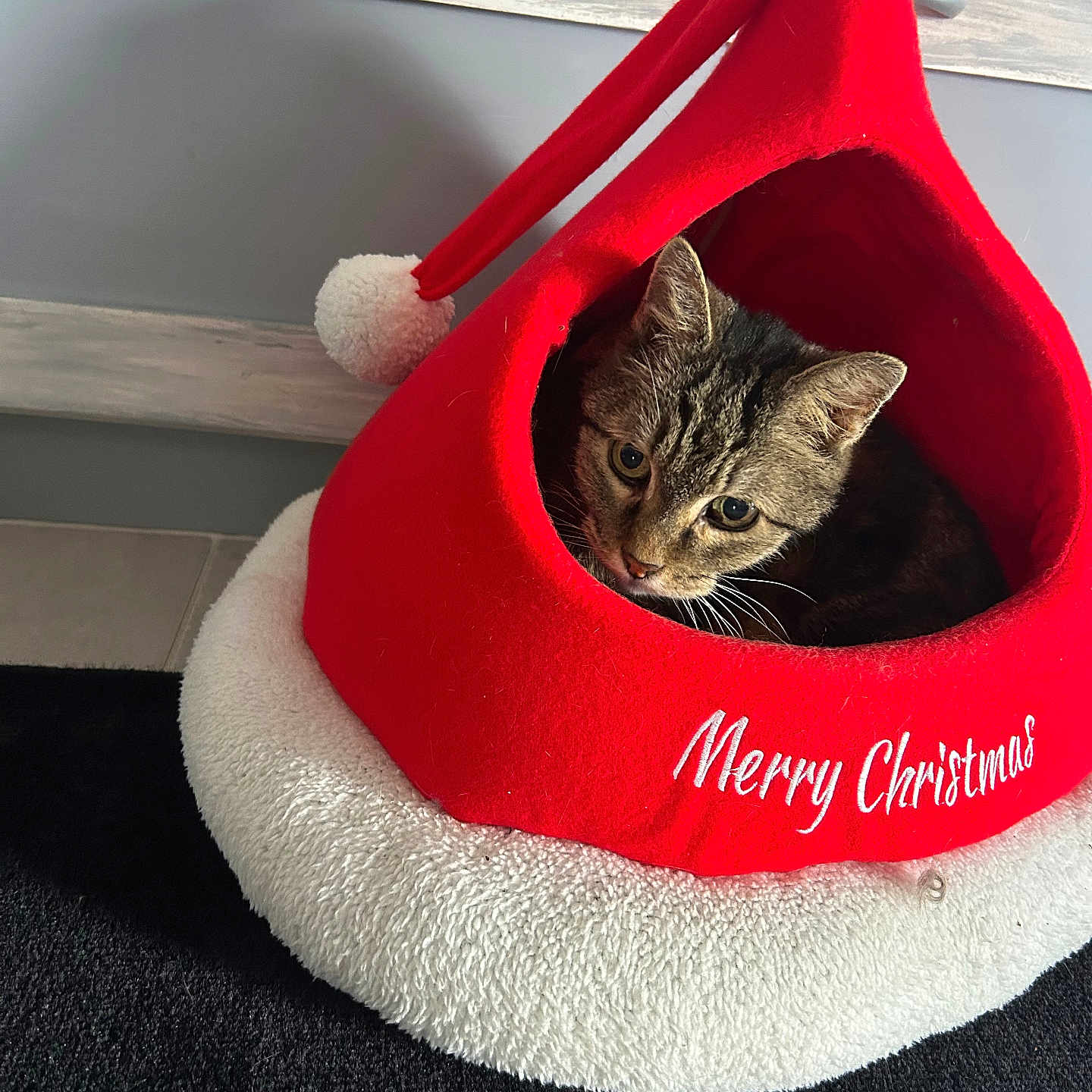 Martine Sauvignon a rejoint le concours — aidez-le/la à gagner de superbes lots ! cat, kitten, tabby, pet, christmas, santa_hat, holiday, red, white, festive, animal, feline, face, eyes, whiskers, indoors, pet_bed, cozy, carpet, portrait