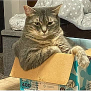 Toodles joined the competition — help win amazing prizes! cat, tabby, gray_cat, cardboard_box, indoor, pet, feline, relaxed, paw, furniture, blanket, cozy, animal, domestic_cat, resting, cute, household, mammal, whiskers, fur