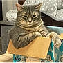 cat, tabby, gray_cat, cardboard_box, indoor, pet, feline, relaxed, paw, furniture, blanket, cozy, animal, domestic_cat, resting, cute, household, mammal, whiskers, fur