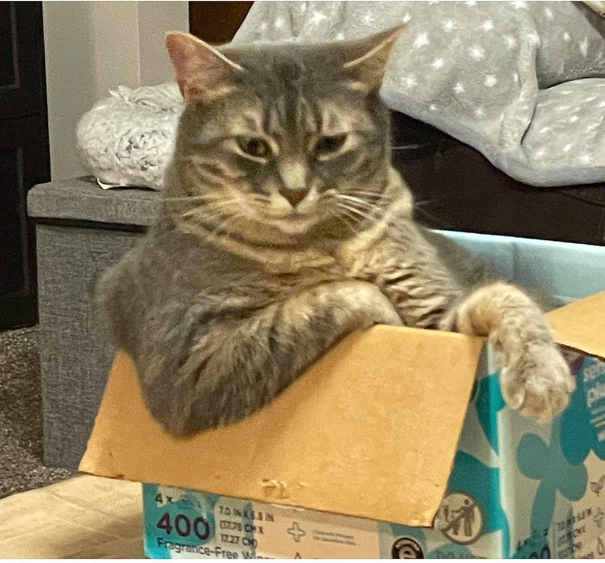 Toodles joined the competition — help win amazing prizes! cat, tabby, gray_cat, cardboard_box, indoor, pet, feline, relaxed, paw, furniture, blanket, cozy, animal, domestic_cat, resting, cute, household, mammal, whiskers, fur