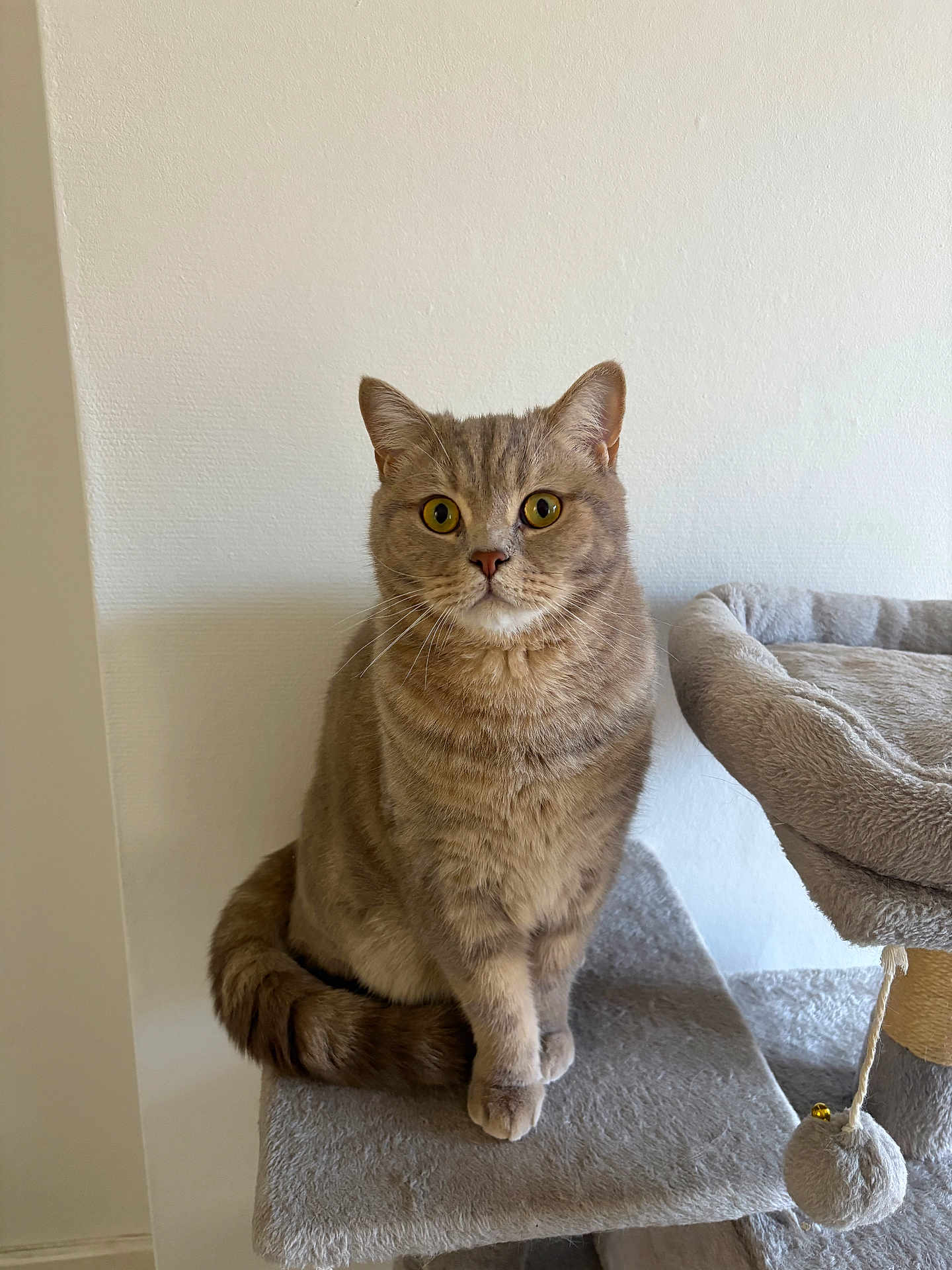 Yun participe au concours pour gagner de l'argent avec cette photo : cat, pet, animal, feline, cat_tree, indoor, grey_cat, fluffy, sitting, looking_at_camera, yellow_eyes, whiskers, tail, soft_texture, toy, curious, domestic, furniture, wall, closeup