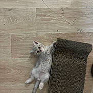 Yun a rejoint le concours — aidez-le/la à gagner de superbes lots ! kitten, cat, pet, wooden_floor, cardboard_scratcher, indoor, cute, feline, young_animal, playful, relaxed, fur, small, lying_down, curious, domestic_animal, animal, scratching_post, home, flooring