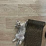 kitten, cat, pet, wooden_floor, cardboard_scratcher, indoor, cute, feline, young_animal, playful, relaxed, fur, small, lying_down, curious, domestic_animal, animal, scratching_post, home, flooring