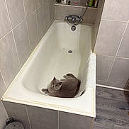 Oïana participe au concours pour gagner de l'argent avec cette photo : cat, bathtub, bathroom, gray_cat, tiled_wall, flooring, towel, trash_can, toiletries, relaxing, pet, indoor, animal, curious, orange_eyes, clean, corner_shelf, shower_head, plumbing, home