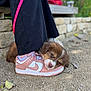 puppy, dog, sleeping, shoe, sneaker, pink, white, black_pants, outdoor, gravel, stone_wall, greenery, leaf, pet, cute, animal, resting, footwear, casual, nature