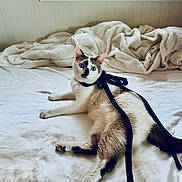 Chailai is registered to the contest to win money with this photo: cat, bed, bedroom, blanket, black_ribbon, blue_eyes, calico, cute, domestic_cat, indoors,  lounging, pet, portrait, ribbon, rumpled_bedding,  Siamese, sitting, sleeping_area, text_sign, window
