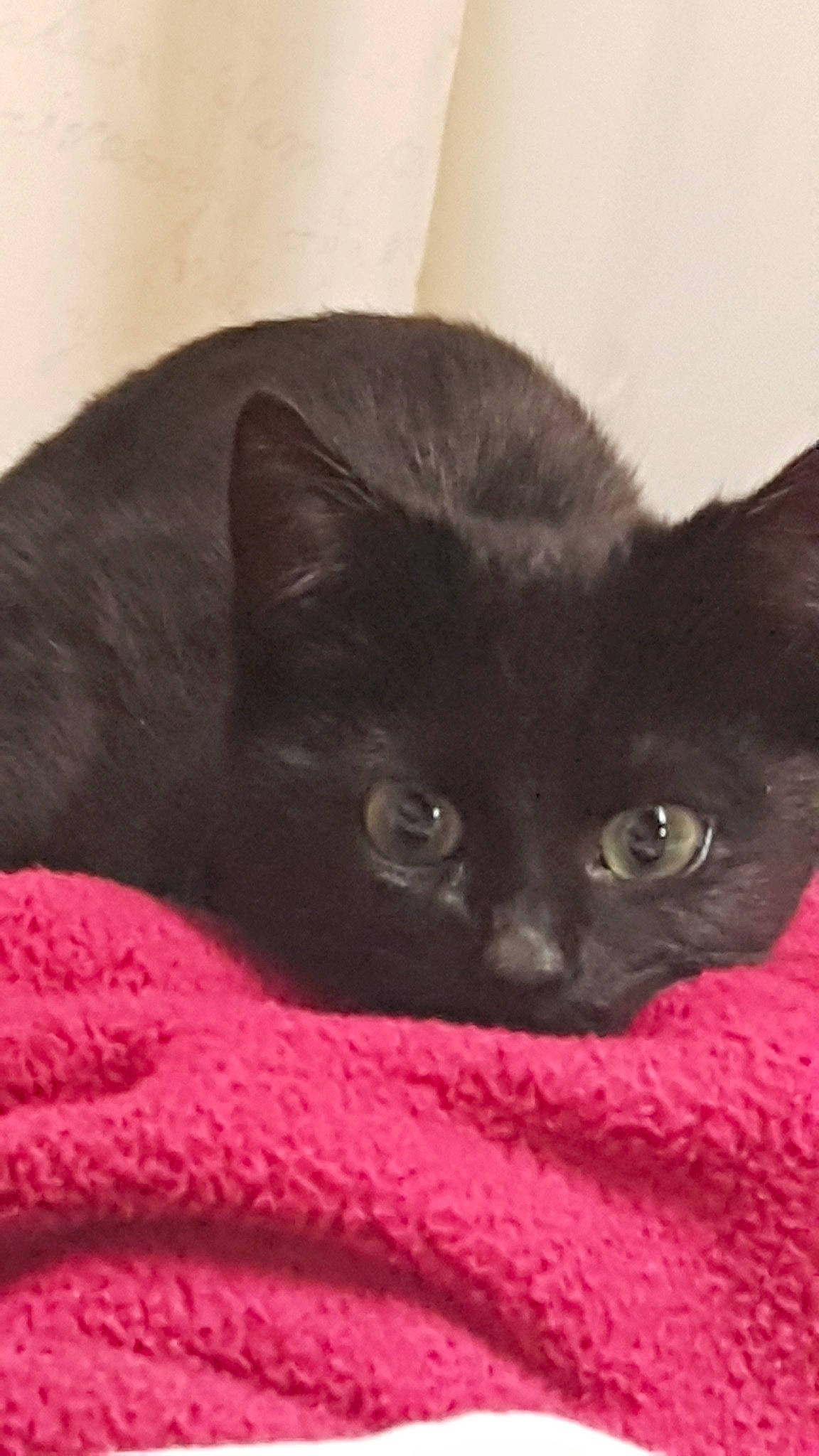 Stitch participe au concours pour gagner de l'argent avec cette photo : asian, black, black_cat, bombay, british_shorthair, burmese, carnivore, cat, chartreux, domestic_short_haired_cat, felidae, kitten, korat, mammal, small_to_medium_sized_cats, snout, vertebrate, whiskers