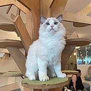 Toki joined the competition — help win amazing prizes! cat, fluffy_cat, blue_eyes, cat_tree, wooden_furniture, green_cushion, indoor, person, seated_person, living_room, modern_interior, pet, furniture, cozy, animal, cute, domestic_cat, relaxed, home, pet_friendly