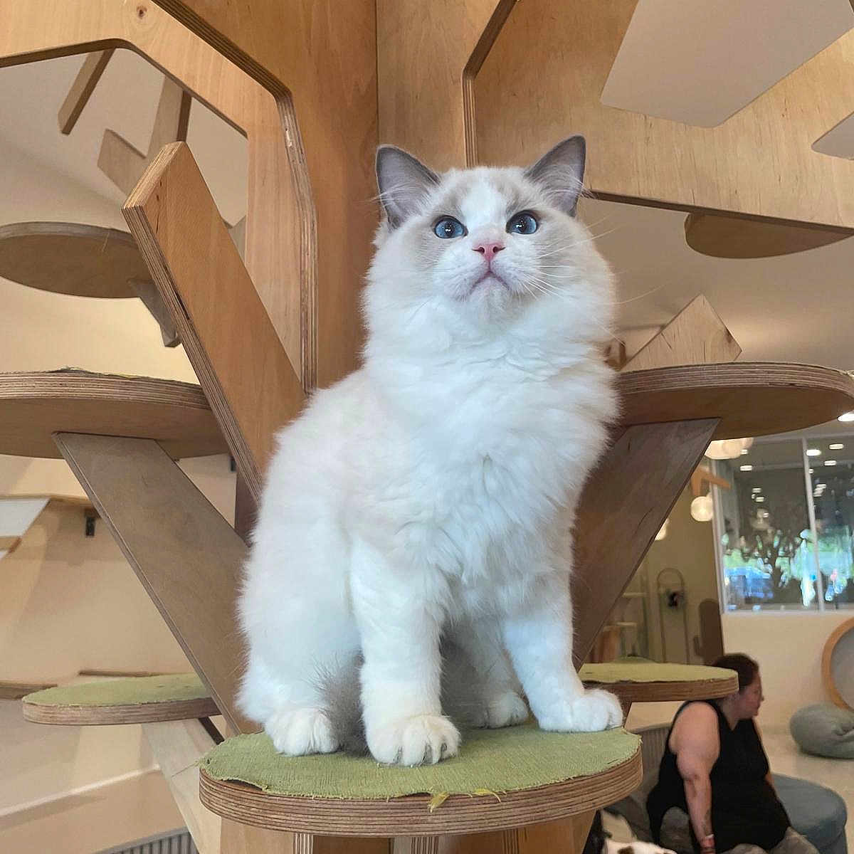 Toki joined the competition — help win amazing prizes! cat, fluffy_cat, blue_eyes, cat_tree, wooden_furniture, green_cushion, indoor, person, seated_person, living_room, modern_interior, pet, furniture, cozy, animal, cute, domestic_cat, relaxed, home, pet_friendly