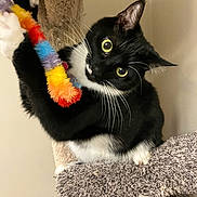 Myles joined the competition — help win amazing prizes! cat, tuxedo_cat, pet, animal, feline, toy, colorful_toy, carpeted_cat_tree, indoor, black_and_white, whiskers, playful, curious, claws, paws, ears, wide_eyes, fur, close_up, looking