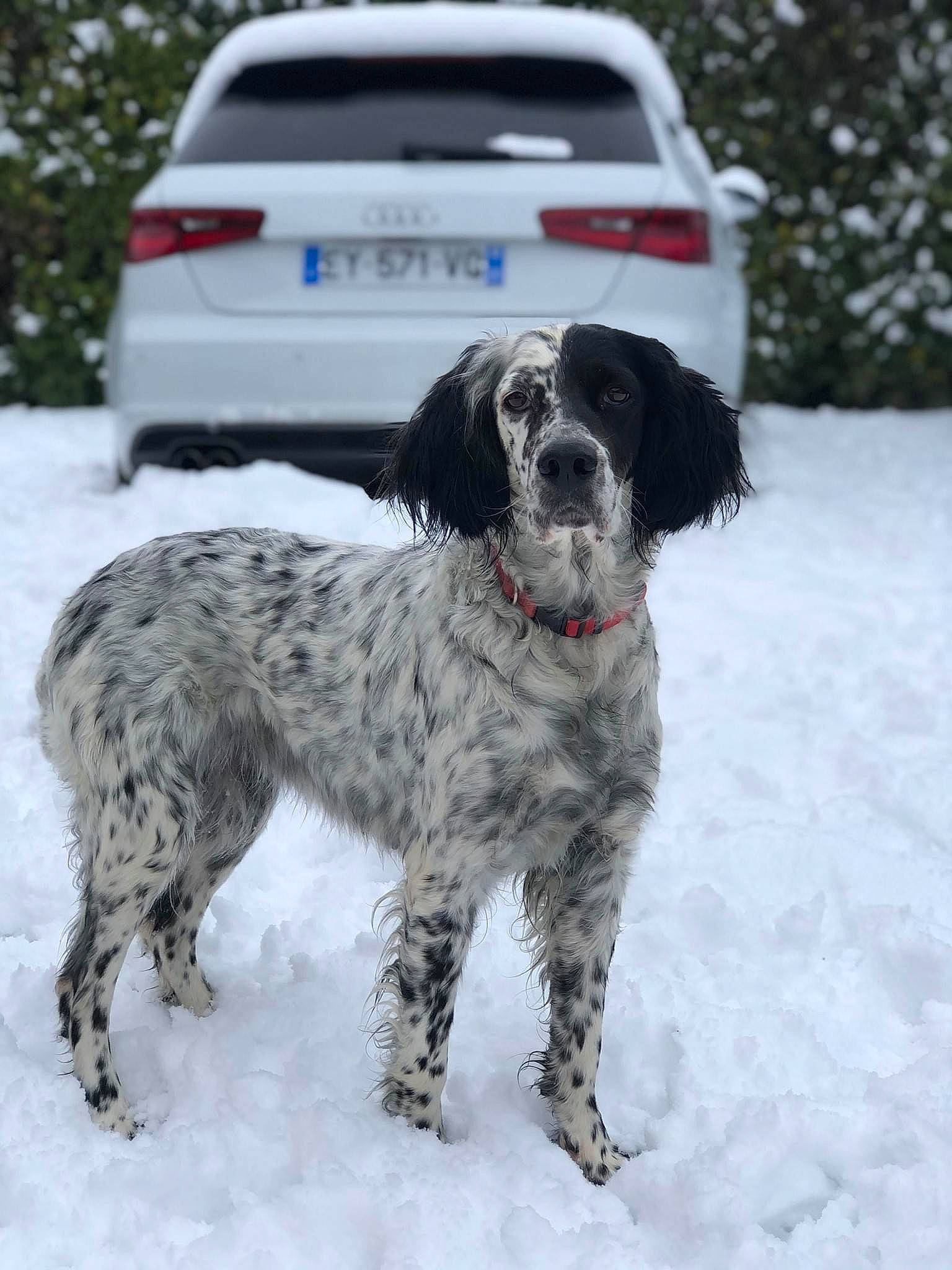 Melba a rejoint le concours — aidez-le/la à gagner de superbes lots ! automotive_exterior, automotive_tire, canidae, car, carnivore, companion_dog, dog, dog_breed, freezing, fur, gun_dog, plant, snout, snow, sporting_group, tree, vehicle, vehicle_registration_plate, wheel, winter