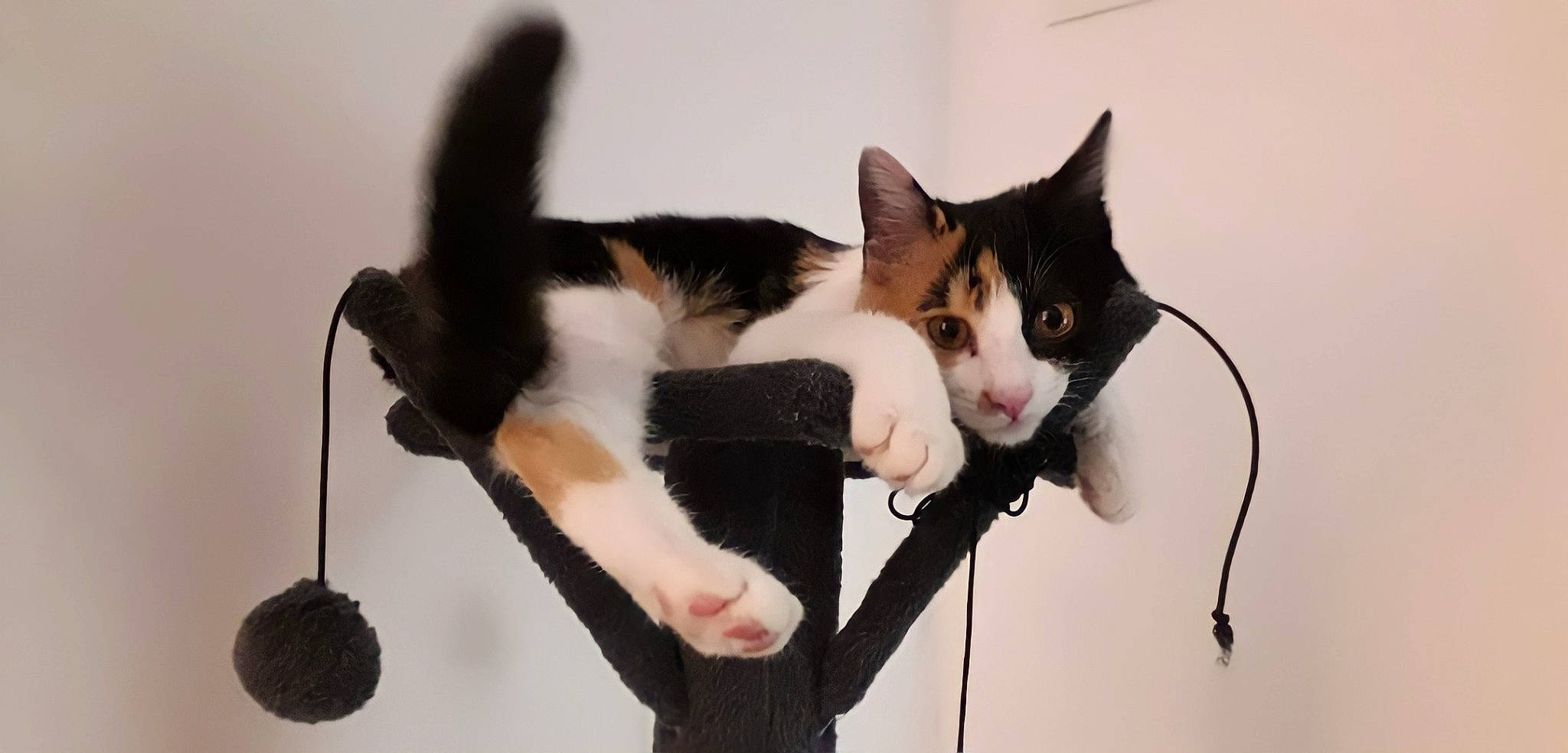 Khalessi a rejoint le concours — aidez-le/la à gagner de superbes lots ! audio_equipment, carnivore, cat, comfort, domestic_short_haired_cat, felidae, foot, fur, paw, sitting, small_to_medium_sized_cats, snout, tail, tree, whiskers