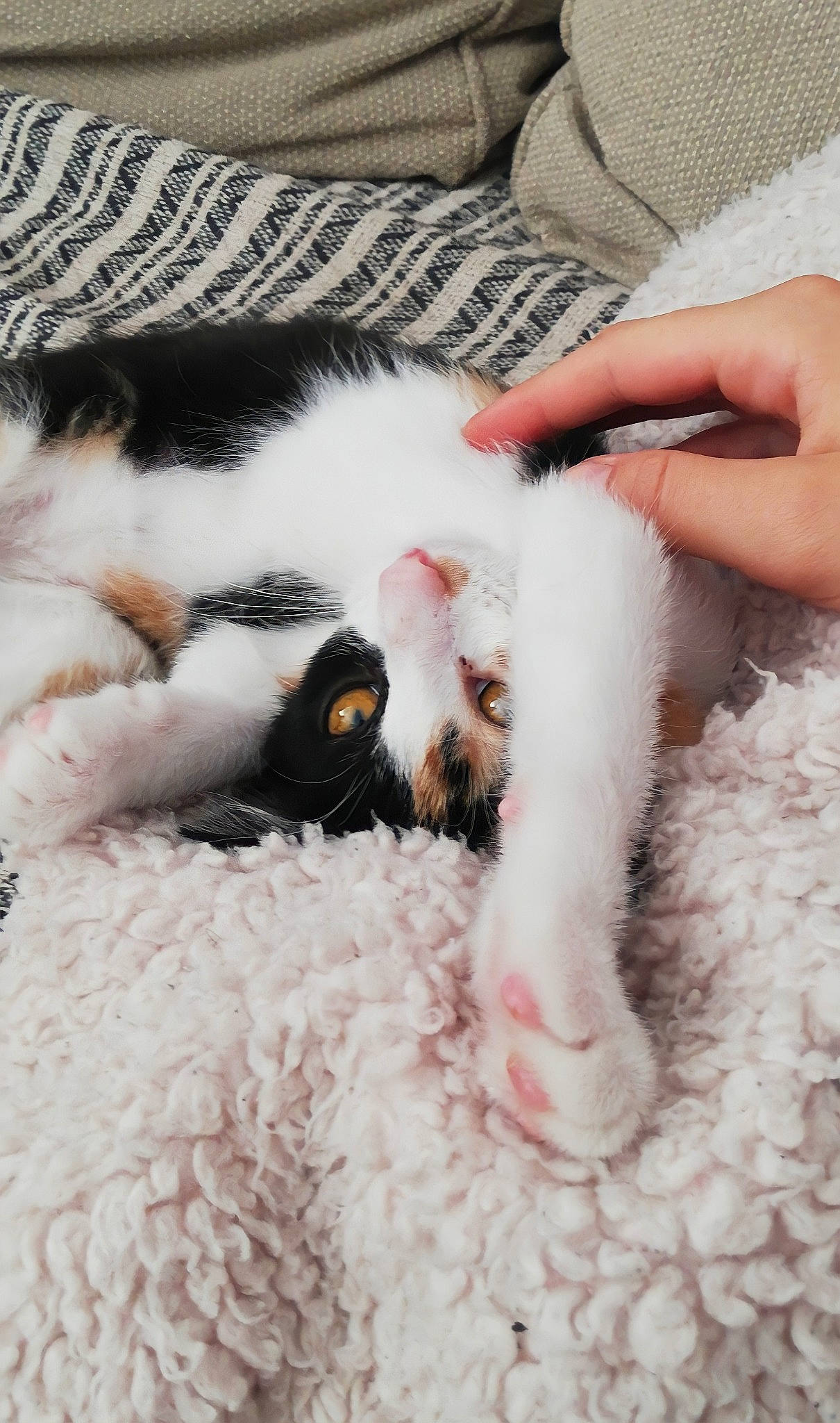 Khalessi a rejoint le concours — aidez-le/la à gagner de superbes lots ! canidae, carnivore, cat, claw, comfort, companion_dog, dog_breed, domestic_short_haired_cat, fawn, felidae, fur, linens, nail, paw, small_to_medium_sized_cats, snout, tail, vertebrate, whiskers, wool