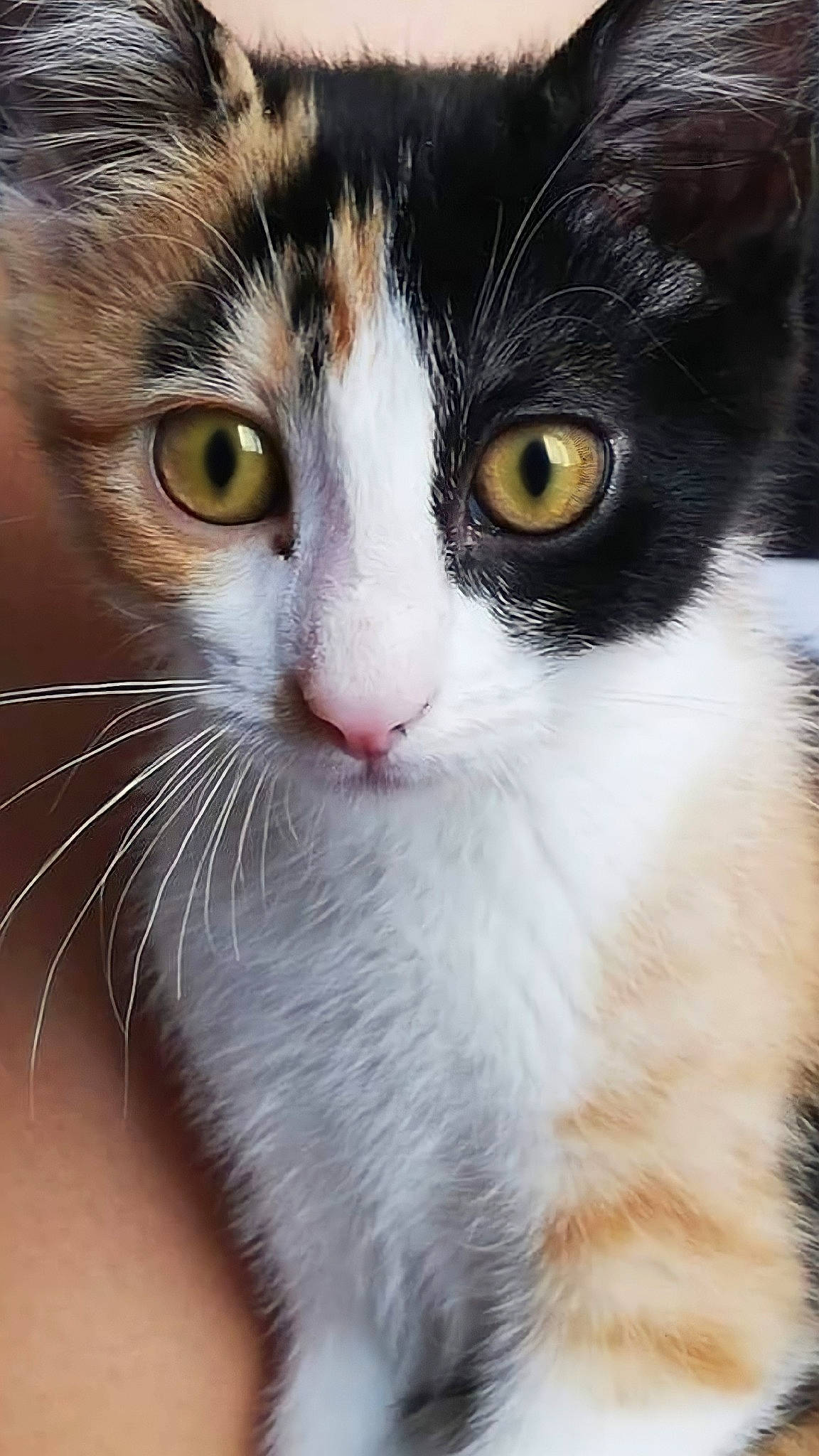 Khalessi a rejoint le concours — aidez-le/la à gagner de superbes lots ! carnivore, cat, curious, domestic_short_haired_cat, ear, eye, eyelash, felidae, fur, hair, head, human_body, leg, plant, small_to_medium_sized_cats, snout, terrestrial_animal, tree, whiskers