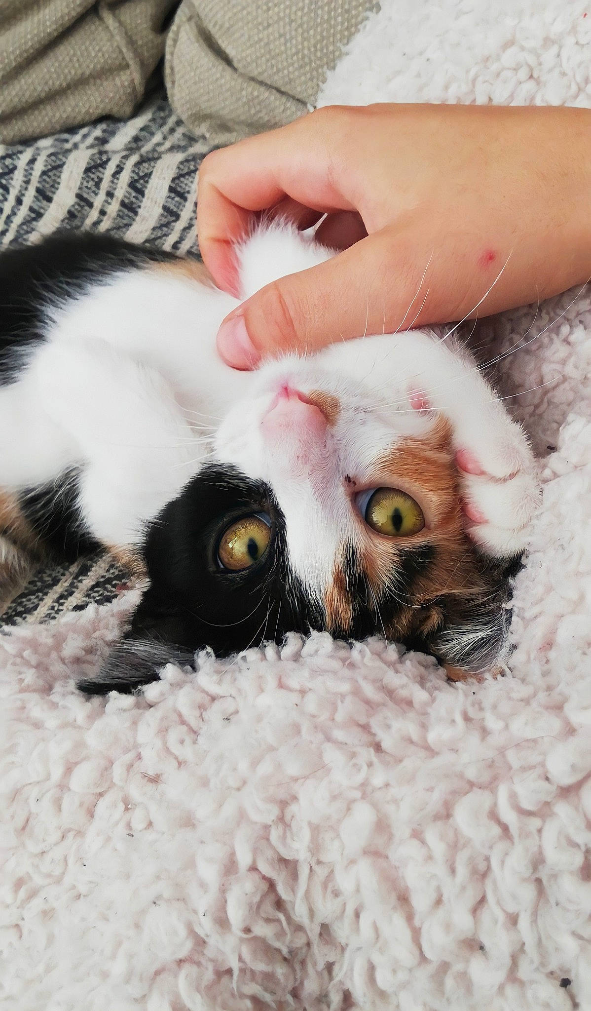 Khalessi a rejoint le concours — aidez-le/la à gagner de superbes lots ! beak, bird, carnivore, cat, eye, eyelash, fawn, felidae, finger, hand, head, iris, leg, nail, nose, owl, small_to_medium_sized_cats, snout, toy, whiskers