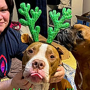 Blu joined the competition — help win amazing prizes! animal, antlers, bed, blanket, box, brown_dog, cozy, cute, dog, expression, funny_face, green_antlers, hand, indoor, person, pet, playful, shelf, tongue_out, white_dog