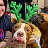 animal, antlers, bed, blanket, box, brown_dog, cozy, cute, dog, expression, funny_face, green_antlers, hand, indoor, person, pet, playful, shelf, tongue_out, white_dog