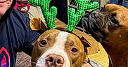 Blu joined the competition — help win amazing prizes! animal, blanket, brown_dog, cute, dog, expression, friendship, funny_face, hand, household, indoor, person, pet, playful, portrait, reindeer_antlers, shelf, sitting, smiling, white_dog