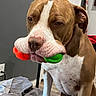 Blu is registered to the contest to win money with this photo: animal, ball, blanket, brown, closeup, dog, door, ears, expression, floor, fur, household, indoor, mouth, pet, playing, standing, toy, wall, white