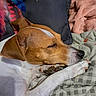 Kala a rejoint le concours — aidez-le/la à gagner de superbes lots ! animal, bed, bedding, blanket, brown_and_white, close_up, closed_eyes, cozy, dog, ears, indoors, nose, paws, pet, portrait, relaxed, resting, short_hair, sleeping, snout