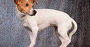 Kala a rejoint le concours — aidez-le/la à gagner de superbes lots ! alert, animal, black_nose, brown_markings, canine, curious, dog, floppy_ears, four_legs, jack_russell_terrier, pet, portrait, profile, small_dog, standing, studio_photo, tail, textured_background, white_fur, wooden_trunk