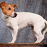 alert, animal, black_nose, brown_markings, canine, curious, dog, floppy_ears, four_legs, jack_russell_terrier, pet, portrait, profile, small_dog, standing, studio_photo, tail, textured_background, white_fur, wooden_trunk