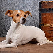 Kala participe au concours pour gagner de l'argent avec cette photo : alert, animal, black_nose, brown_eyes, canine, dog, floor, floppy_ears, indoor, jack_russell, lying_down, pet, portrait, puppy, rustic, short_hair, sitting, studio, white_and_brown, wooden_chest