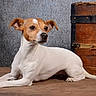 alert, animal, black_nose, brown_eyes, canine, dog, floor, floppy_ears, indoor, jack_russell, lying_down, pet, portrait, puppy, rustic, short_hair, sitting, studio, white_and_brown, wooden_chest