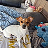 Kala participe au concours pour gagner de l'argent avec cette photo : animal, bed, bedroom, blanket, brown_fur, cozy, cute, dark_eyes, dog, indoors, looking_at_camera, pet, pillows, pointed_ears, portrait, puppy, sitting, stuffed_animal, toys, white_fur
