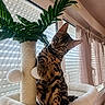 Balthazar participe au concours pour gagner de l'argent avec cette photo : cat, bengal_cat, scratching_post, cat_bed, indoor, window, curtains, plant, pet, feline, playful, cozy, fur, paw, animal, domestic_cat, sunlight, home, cute, curious