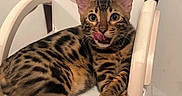 Balthazar a rejoint le concours — aidez-le/la à gagner de superbes lots ! cat, spotted_cat, high_chair, indoor, pet, feline, animal, tongue_out, relaxed, brown, black_spots, wooden_chair, white_chair, floor, wall, domestic, cute, playful, resting, tongue