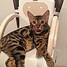 animal, black_spots, brown, cat, cute, domestic, feline, floor, high_chair, indoor, pet, playful, relaxed, resting, spotted_cat, tongue, tongue_out, wall, white_chair, wooden_chair