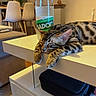 Balthazar participe au concours pour gagner de l'argent avec cette photo : cat, sleeping, table, bottle, indoor, furniture, chair, living_room, striped_cat, pet, relaxation, domestic_animal, houseplant, modern_interior, water_bottle, cozy, resting, nap, tabby, whiskers
