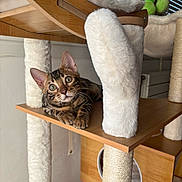 Balthazar participe au concours pour gagner de l'argent avec cette photo : cat, bengal_cat, cat_tree, wooden_platform, feline, pet, indoor, curious, green_eyes, striped_fur, scratching_post, soft_padding, relaxed, animal, cute, mammal, whiskers, ears, claws, playful