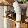 animal, bengal_cat, cat, cat_tree, claws, curious, cute, ears, feline, green_eyes, indoor, mammal, pet, playful, relaxed, scratching_post, soft_padding, striped_fur, whiskers, wooden_platform